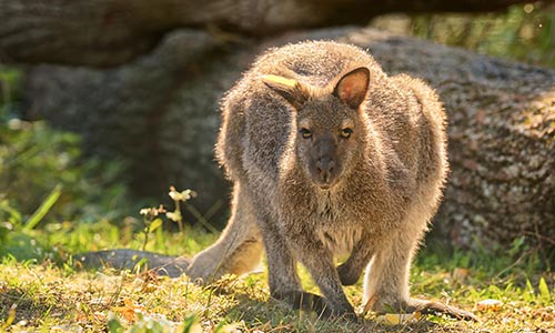 wallaby in the sunny grass