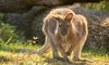wallaby in the sunny grass