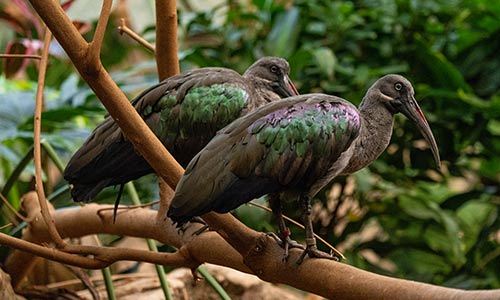 hadada ibis
