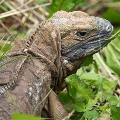 Jamaican Iguana Box (1)