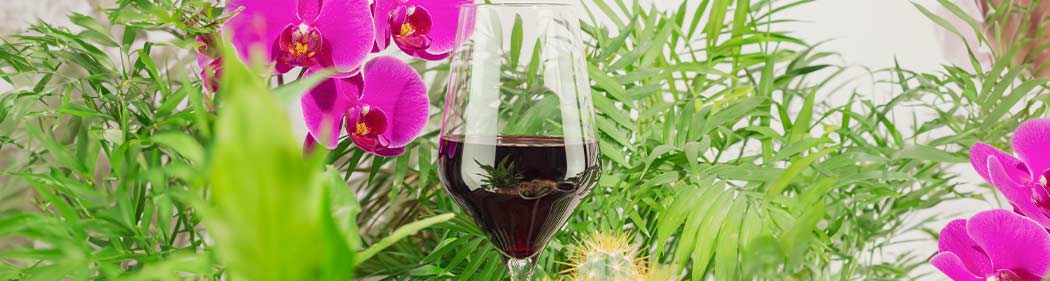 orchid and wine