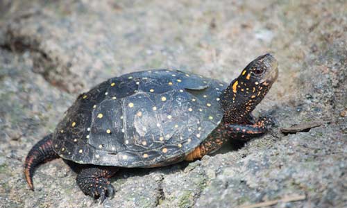 spotted turtle