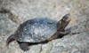 spotted turtle