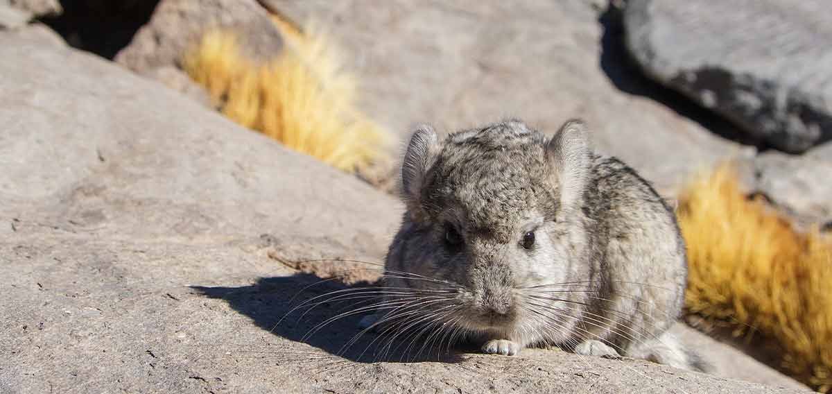 chinchilla