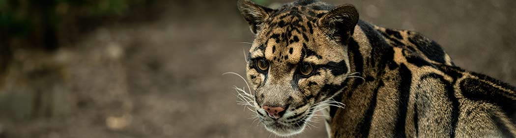 clouded leopard