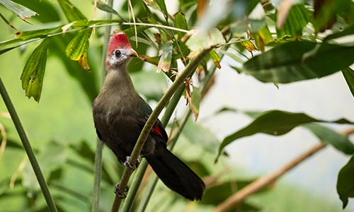 red-crested turaco