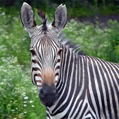 Hartmann’s Mountain Zebra