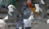 yellow-billed stork