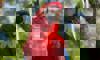 scarlet macaw