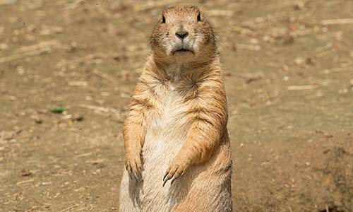 prairie dog
