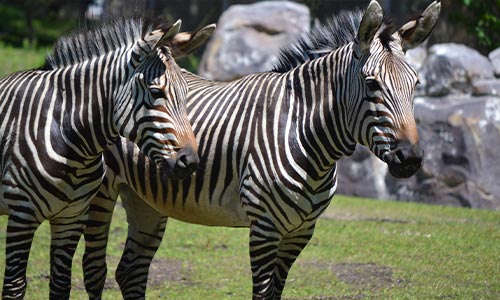Hartmann’s Mountain Zebra