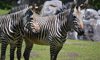 Hartmann’s Mountain Zebra