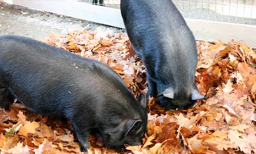 guinea hog