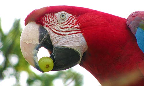 scarlet macaw