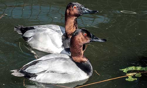 canvasback duck