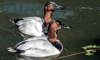 canvasback duck