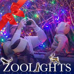 zoolights