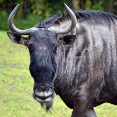 White-Bearded Wildebeest