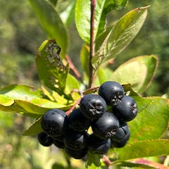 blueberries growing in Franklin Park Zoo's Food Forest
