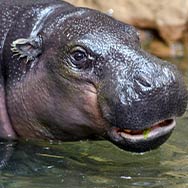 Pygmy hippo
