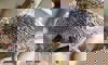 prehensile-tailed porcupine