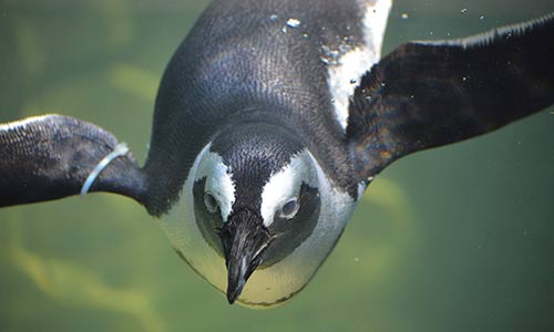 African penguin swimming
