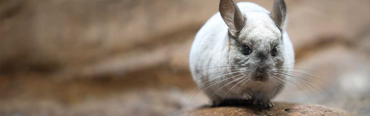 chinchilla on an earthy mound