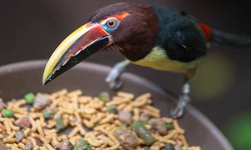 green aracari