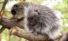 North American porcupine sitting on a branch