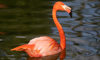flamingo swimming