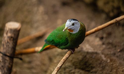 Black-naped fruit dove