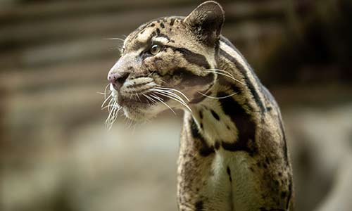 clouded leopard