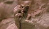 eastern screech owl
