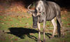 wildebeest