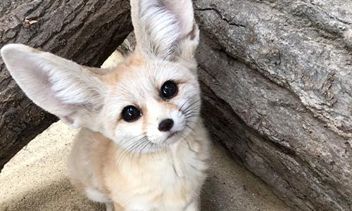 Fennec fox