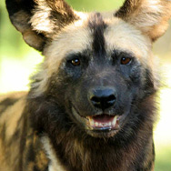 African painted dog