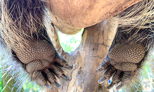 North American porcupine feet