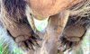 North American porcupine feet