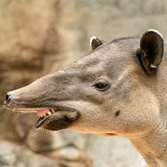 Baird's tapir