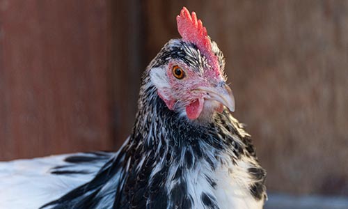 chicken