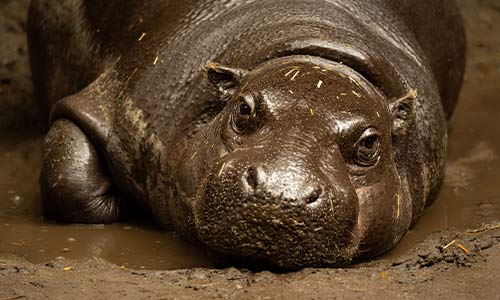 pygmy hippo