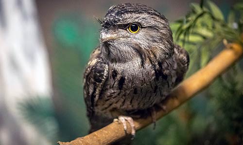 tawny frogmouth