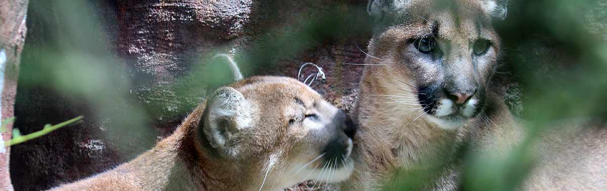 cougar sisters