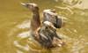 canvasback duck