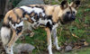 African painted dog