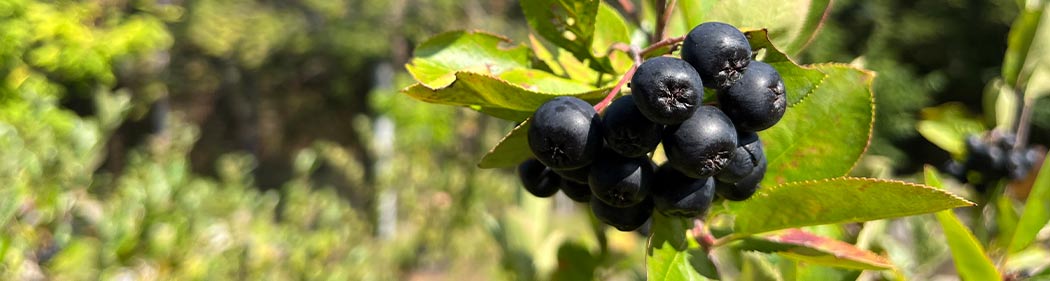 blueberries growing in Franklin Park Zoo's Food Forest
