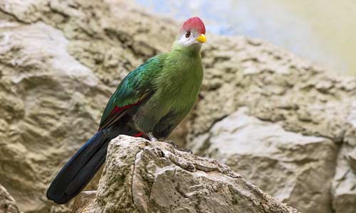 red-crested turaco