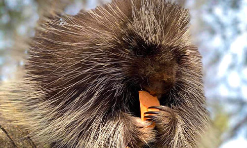 North American porcupine eating a carrot