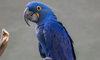 hyacinth macaw