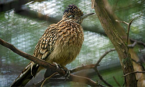roadrunner
